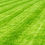 Sward