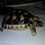 turtloss